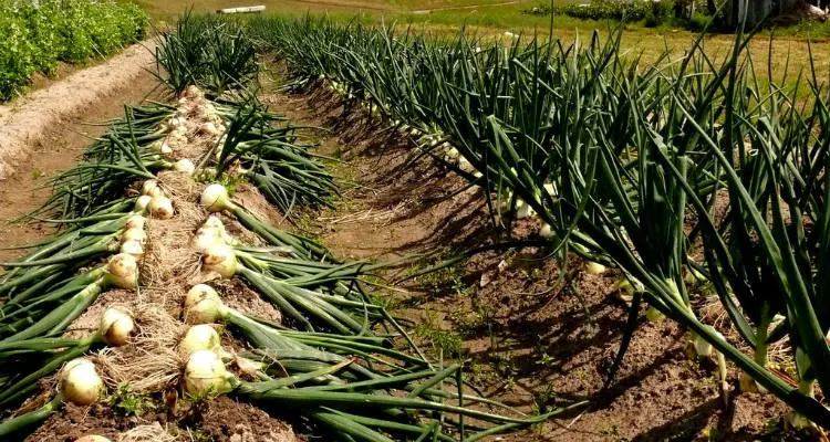 Onions Fertilizing