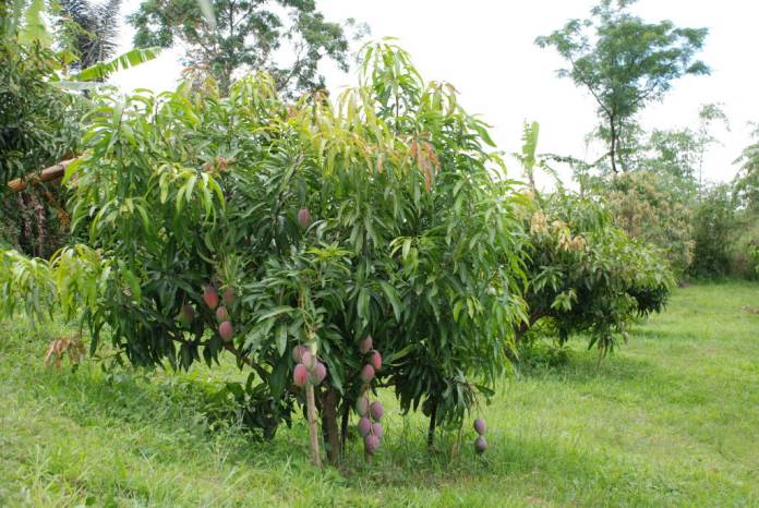 Fertilizer for Mango Trees